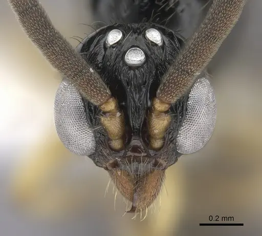 Cylindromyrmex brevitarsus - CASENT0608792