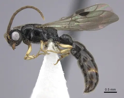 Cylindromyrmex brevitarsus - CASENT0608792