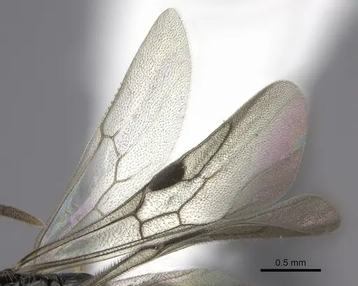 Cylindromyrmex brevitarsus - CASENT0608792