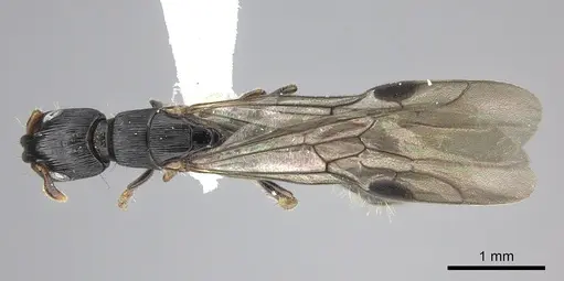 Cylindromyrmex brevitarsus - CASENT0610653