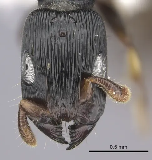Cylindromyrmex brevitarsus - CASENT0610653