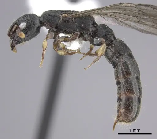 Cylindromyrmex brevitarsus - CASENT0610653