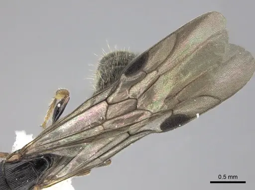 Cylindromyrmex brevitarsus - CASENT0610653