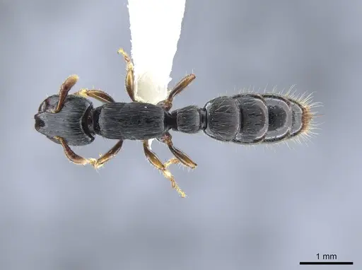 Cylindromyrmex brevitarsus - CASENT0637114