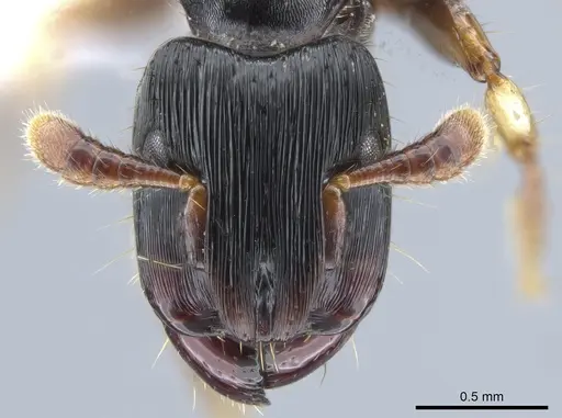 Cylindromyrmex brevitarsus - CASENT0637114