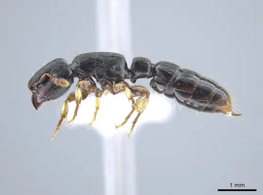 Cylindromyrmex brevitarsus - CASENT0637114