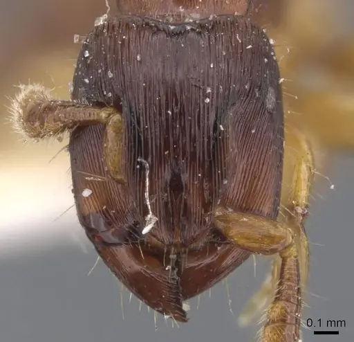 Cylindromyrmex brevitarsus - CASENT0911273