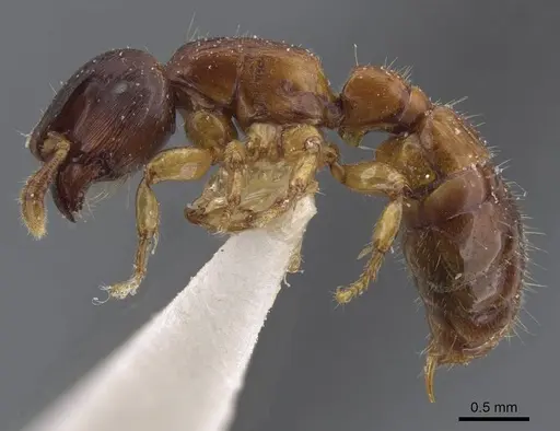 Cylindromyrmex brevitarsus - CASENT0911273