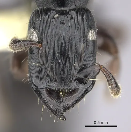 Cylindromyrmex brevitarsus - INBIOCRI002066937