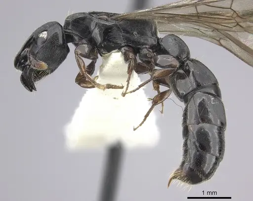 Cylindromyrmex brevitarsus - INBIOCRI002066937