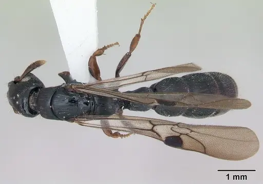 Cylindromyrmex darlingtoni specimen