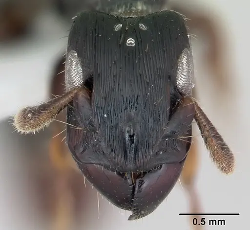 Cylindromyrmex darlingtoni specimen