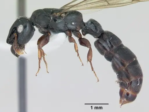 Cylindromyrmex darlingtoni specimen