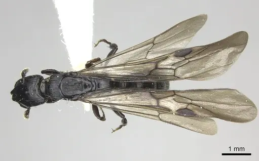 Cylindromyrmex escobari specimen