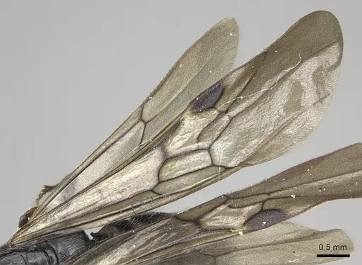 Cylindromyrmex escobari specimen