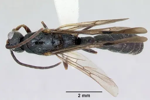 Cylindromyrmex godmani specimen