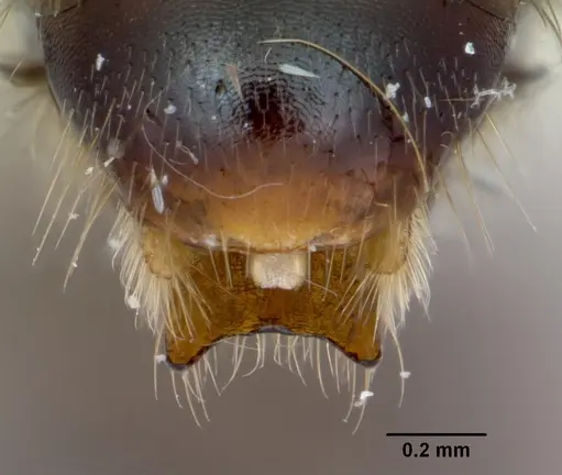 Cylindromyrmex godmani specimen