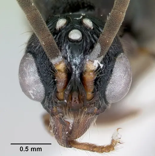 Cylindromyrmex godmani specimen