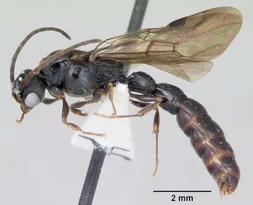 Cylindromyrmex godmani - CASENT0173073