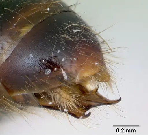 Cylindromyrmex godmani - CASENT0173073