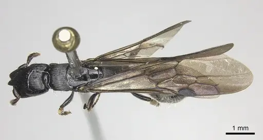 Cylindromyrmex godmani - CASENT0249590