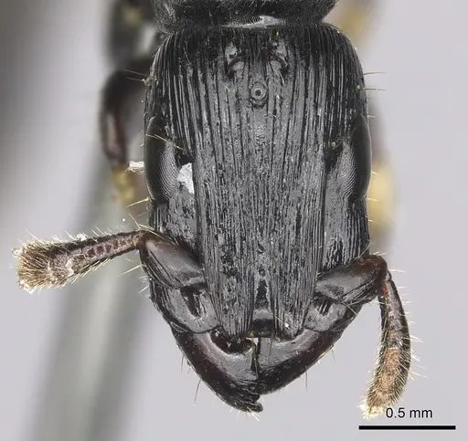 Cylindromyrmex godmani - CASENT0249590