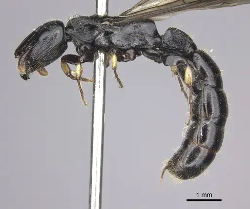 Cylindromyrmex godmani - CASENT0249590