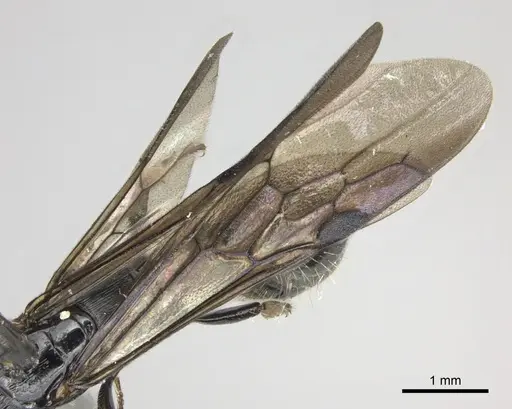 Cylindromyrmex godmani - CASENT0249590