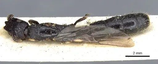 Cylindromyrmex godmani - CASENT0903675