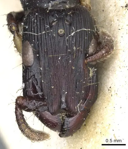 Cylindromyrmex godmani - CASENT0903675