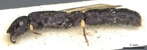 Cylindromyrmex godmani - CASENT0903675