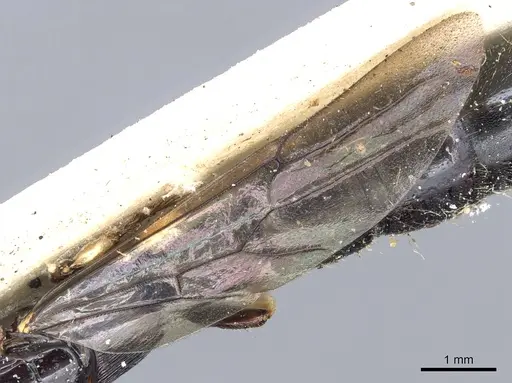 Cylindromyrmex godmani - CASENT0903675