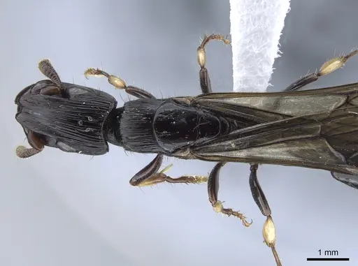 Cylindromyrmex godmani - INB0003028533