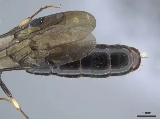 Cylindromyrmex godmani - INB0003028533