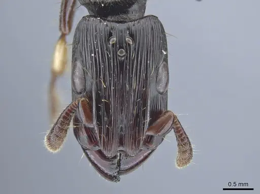 Cylindromyrmex godmani - INB0003028533