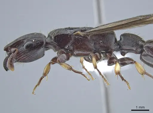 Cylindromyrmex godmani - INB0003028533