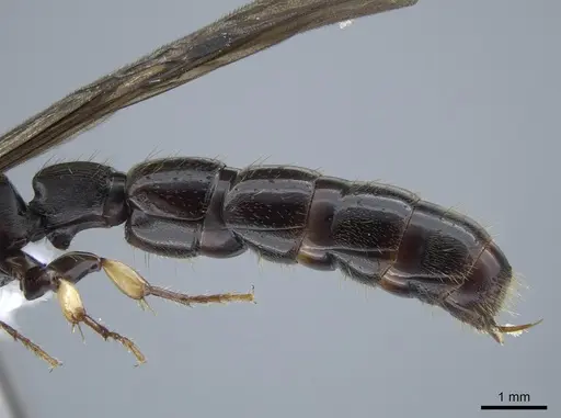 Cylindromyrmex godmani - INB0003028533