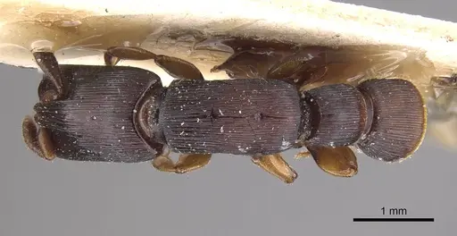 Cylindromyrmex longiceps specimen