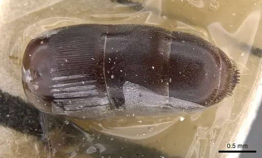 Cylindromyrmex longiceps specimen