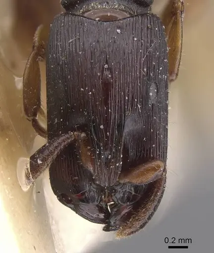 Cylindromyrmex longiceps specimen