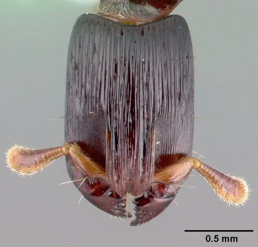 Cylindromyrmex meinerti specimen