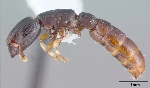 Cylindromyrmex meinerti specimen