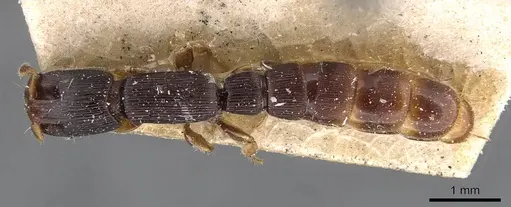 Cylindromyrmex meinerti - CASENT0907072