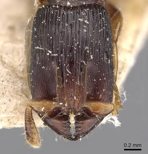Cylindromyrmex meinerti - CASENT0907072