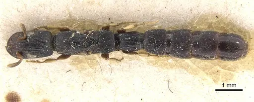 Cylindromyrmex meinerti - CASENT0911274