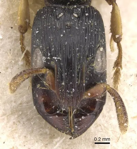 Cylindromyrmex meinerti - CASENT0911274