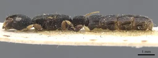 Cylindromyrmex meinerti - CASENT0911274