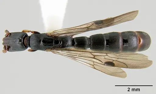 Cylindromyrmex meinerti - JTLC000009430