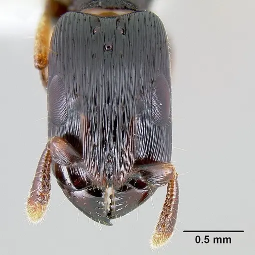 Cylindromyrmex meinerti - JTLC000009430