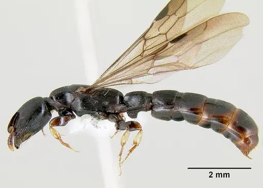 Cylindromyrmex meinerti - JTLC000009430